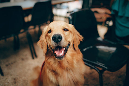 Treat Your Pup: Best Cannabidiol Dog Treats for Health and Happiness