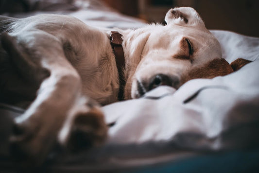 Calm Your Pet: The Best CBD Oils for Anxiety and Stress